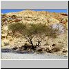 Wilderness, Acacia tree in Red Canyon.jpg